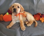 Small breeder photo