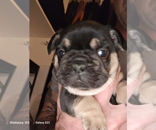 Medium Photo #3  Breeder Profile in FENTON, MO, USA