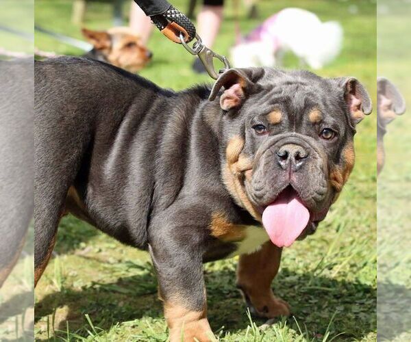 Medium Photo #1  Breeder Profile in WALDORF, MD, USA