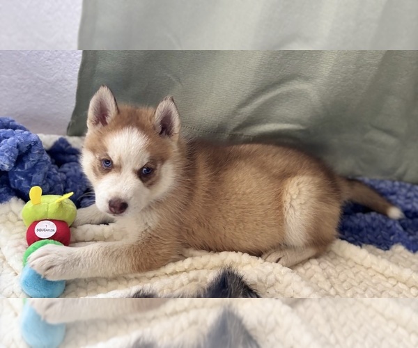 Medium Photo #1  Breeder Profile in HESPERIA, CA, USA