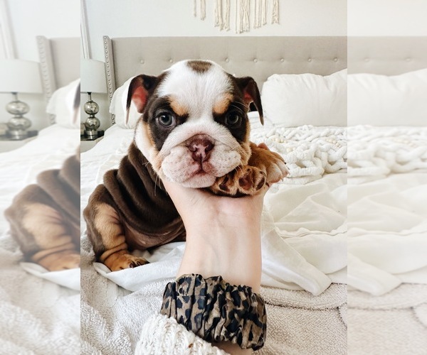 Medium Photo #1  Breeder Profile in MURRIETA, CA, USA