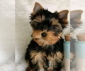 Yorkshire Terrier Dog Breeder near LOVELY, KY, USA