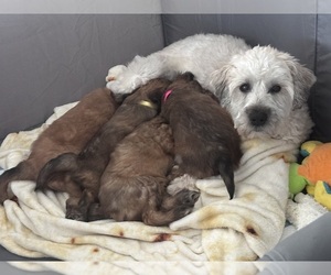 Soft Coated Wheaten Terrier Dog Breeder near GREENDALE, IN, USA