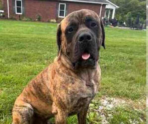 Medium Photo #1  Breeder Profile in ONEIDA, TN, USA