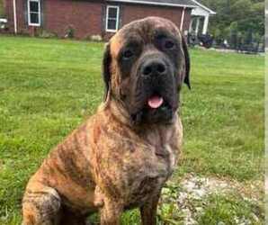 Medium Breeder Profile Photo