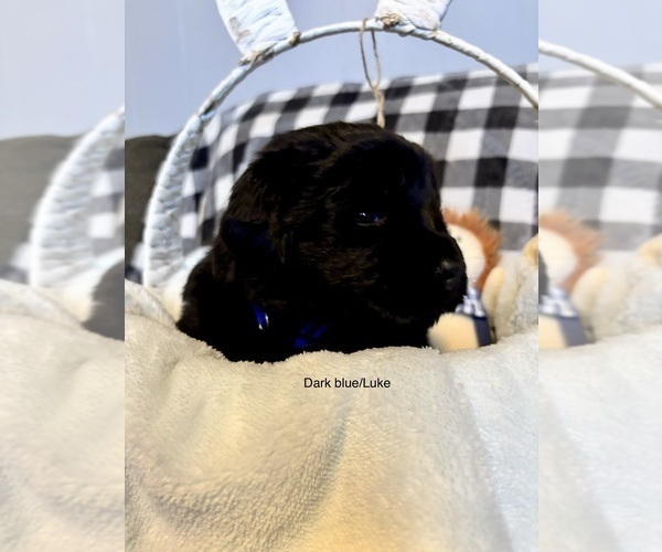 Medium Photo #7  Breeder Profile in LEICESTER, NC, USA