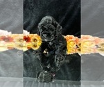 Small #3 Breeder Profile image