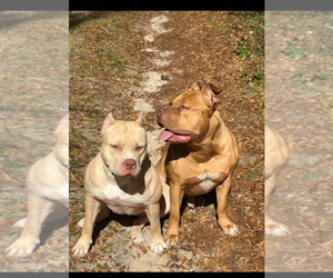 American Bully Dog Breeder near PANAMA CITY BEACH, FL, USA