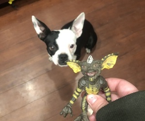 Medium Breeder Profile Photo