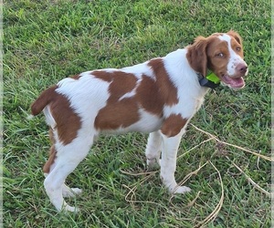 Brittany Dog Breeder near FORT SCOTT, KS, USA