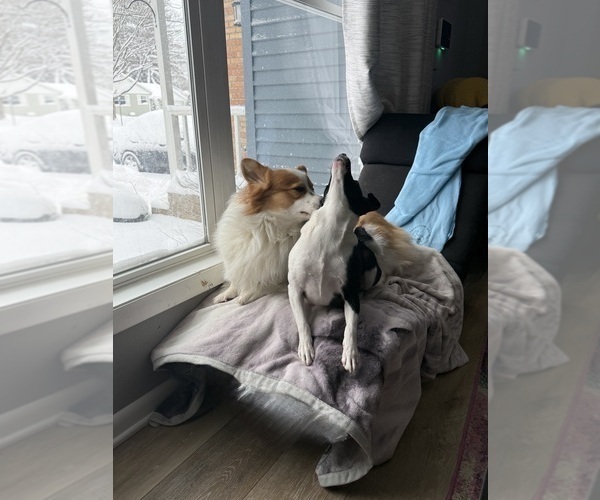 Medium Photo #33  Breeder Profile in GRAND RAPIDS, MI, USA