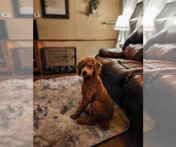 Medium Photo #10  Breeder Profile in WAGENER, SC, USA