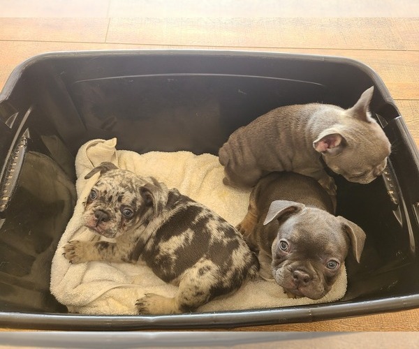 Medium Photo #1  Breeder Profile in KATY, TX, USA