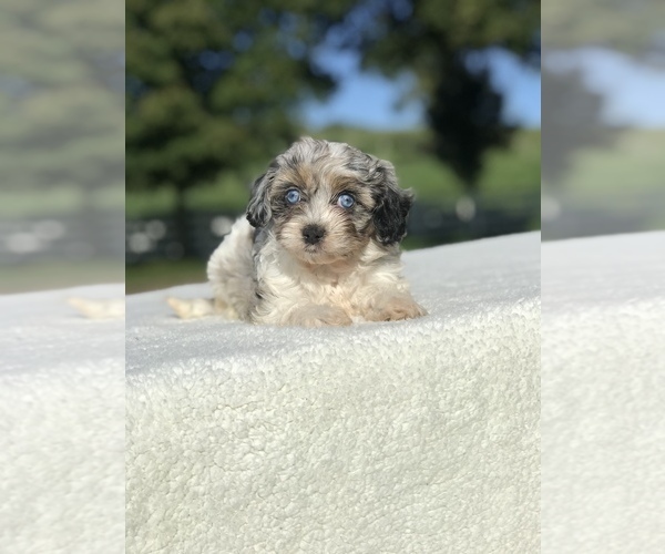 Medium Photo #1  Breeder Profile in MILLERSBURG, OH, USA