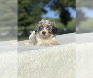 Cavapoo Dog Breeder near MILLERSBURG, OH, USA