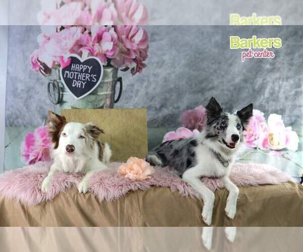 Medium Photo #61  Breeder Profile in CONWAY, MO, USA