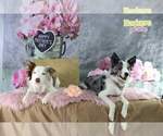 Small #60 Breeder Profile image