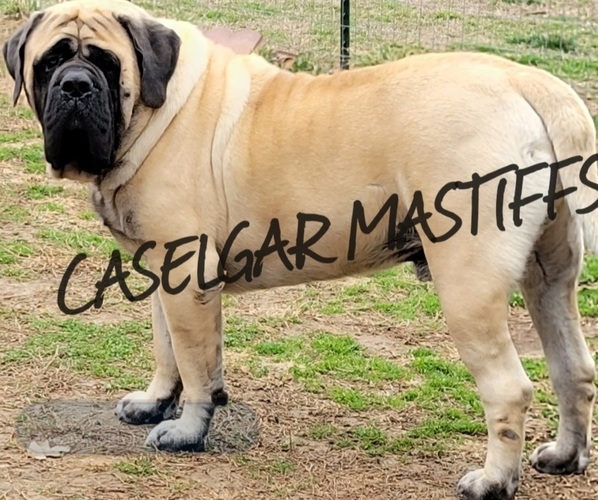 Medium Photo #1  Breeder Profile in MILO, MO, USA