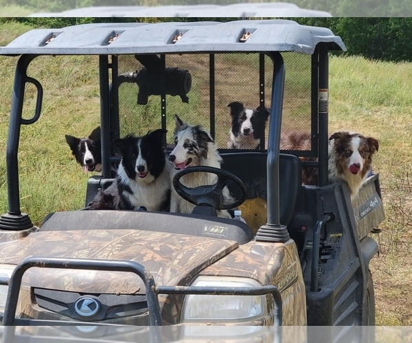 Medium Photo #1  Breeder Profile in BRAYTON, IA, USA