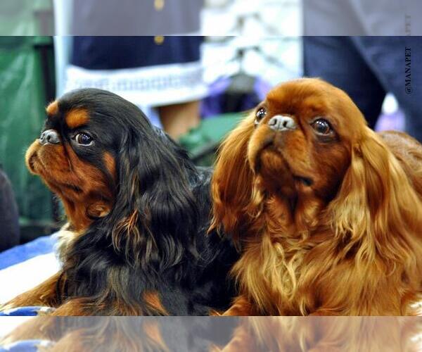 Medium Photo #1  Breeder Profile in SIMI VALLEY, CA, USA