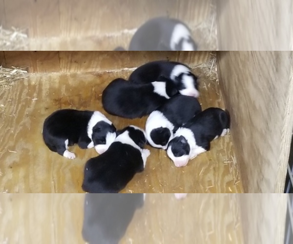 Medium Photo #1  Breeder Profile in AUBURN, IN, USA