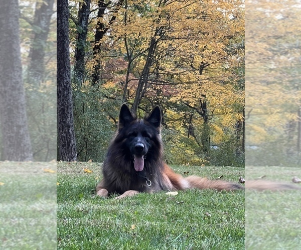 Medium Photo #1  Breeder Profile in HACKETTSTOWN, NJ, USA