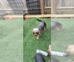 Small #333 Breeder Profile image