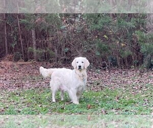 Golden Retriever Dog Breeder near FAIR PLAY, SC, USA