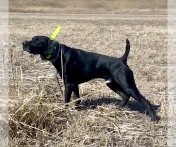 Medium Photo #31  Breeder Profile in LEXINGTON, SC, USA