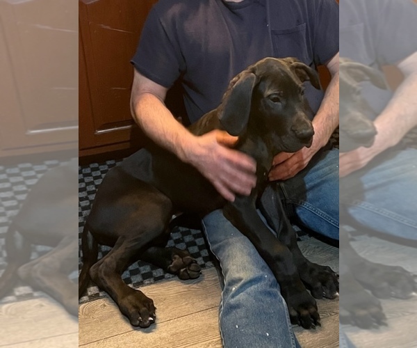Medium Photo #3  Breeder Profile in LANGHORNE, PA, USA