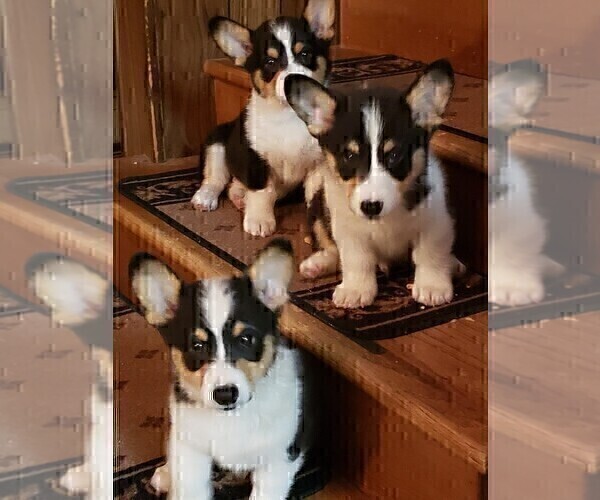 Medium Photo #9  Breeder Profile in BRIGGSDALE, CO, USA