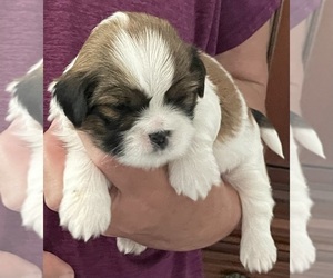 Lhasa Apso Dog Breeder near BAKER, FL, USA