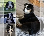 Small #1 Breeder Profile image