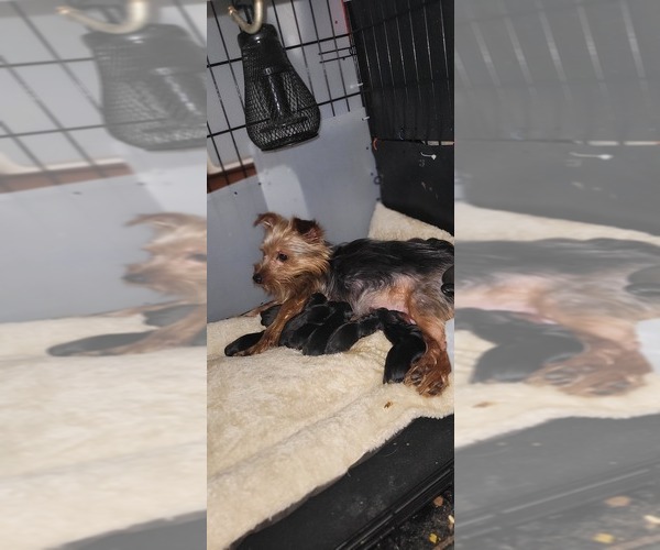 Medium Photo #347  Breeder Profile in AKRON, OH, USA