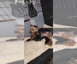 Small #346 Breeder Profile image