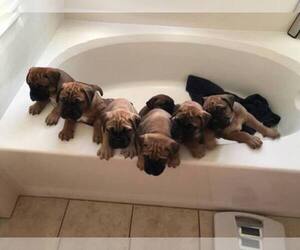 Bullmastiff Dog Breeder near GILBERT, AZ, USA