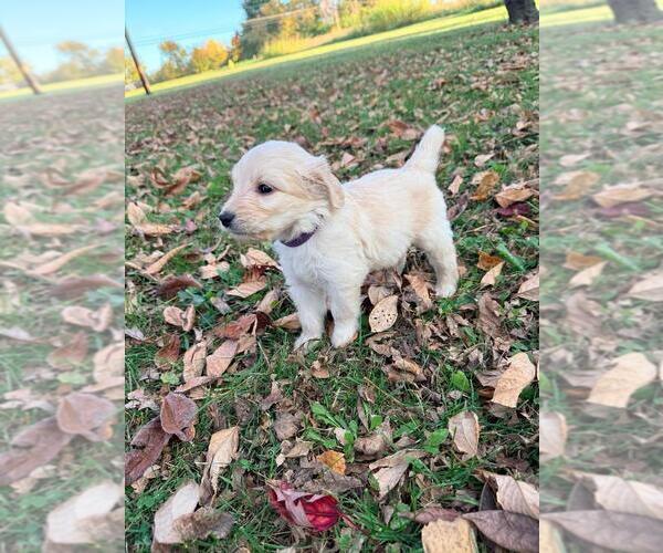 Medium Photo #30  Breeder Profile in MIDDLETOWN, OH, USA