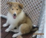 Small Photo #6  Breeder Profile in HIGH POINT, NC, USA
