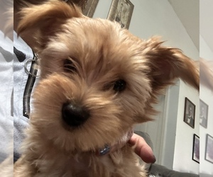 Yorkshire Terrier Dog Breeder near GREENSBORO, NC, USA