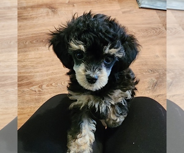 Medium Photo #6  Breeder Profile in MENTOR, OH, USA