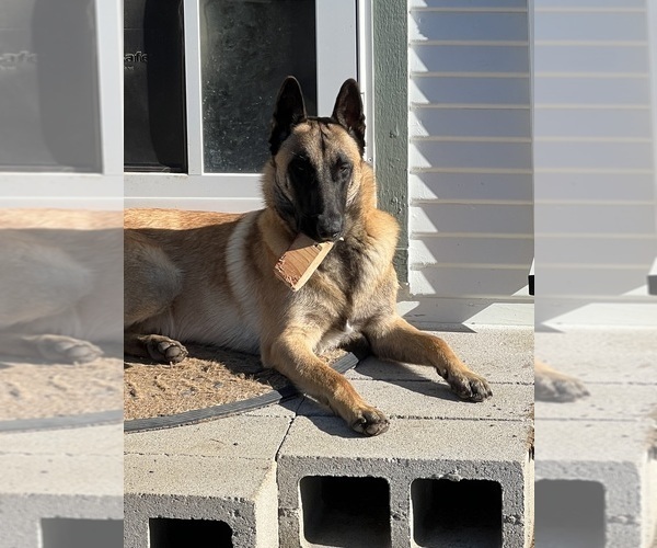 Medium Photo #5  Breeder Profile in WILLIAMS, CA, USA