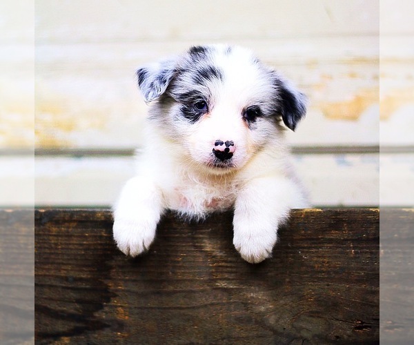 Medium Photo #1  Breeder Profile in NAVARRO, TX, USA