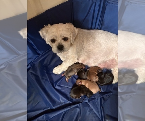 Medium Photo #57  Breeder Profile in SCOTTSDALE, AZ, USA