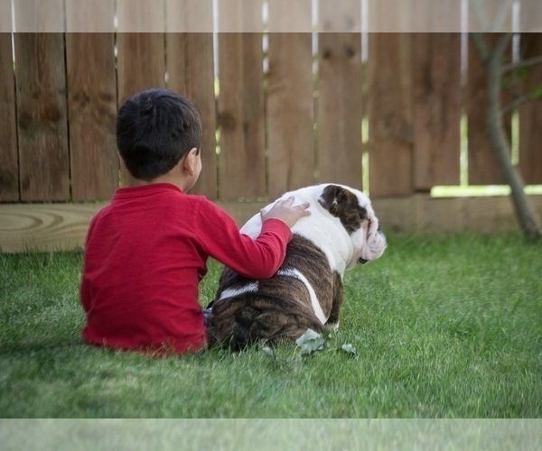 Medium Photo #1  Breeder Profile in BELLEAIR BLUFFS, FL, USA