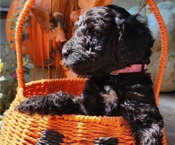 Medium Photo #10  Breeder Profile in WACO, TX, USA