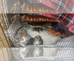 Small #51 Breeder Profile image