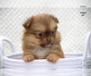 Shih Tzu Dog Breeder near CLARE, MI, USA
