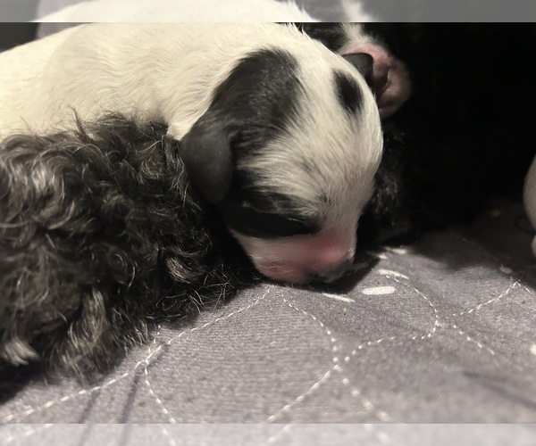 Medium Photo #2  Breeder Profile in DES MOINES, IA, USA
