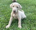 Small #4 Breeder Profile image