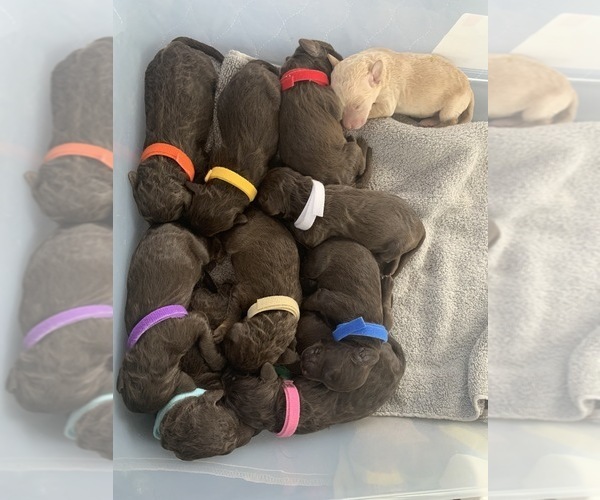 Medium Photo #7  Breeder Profile in LADY LAKE, FL, USA
